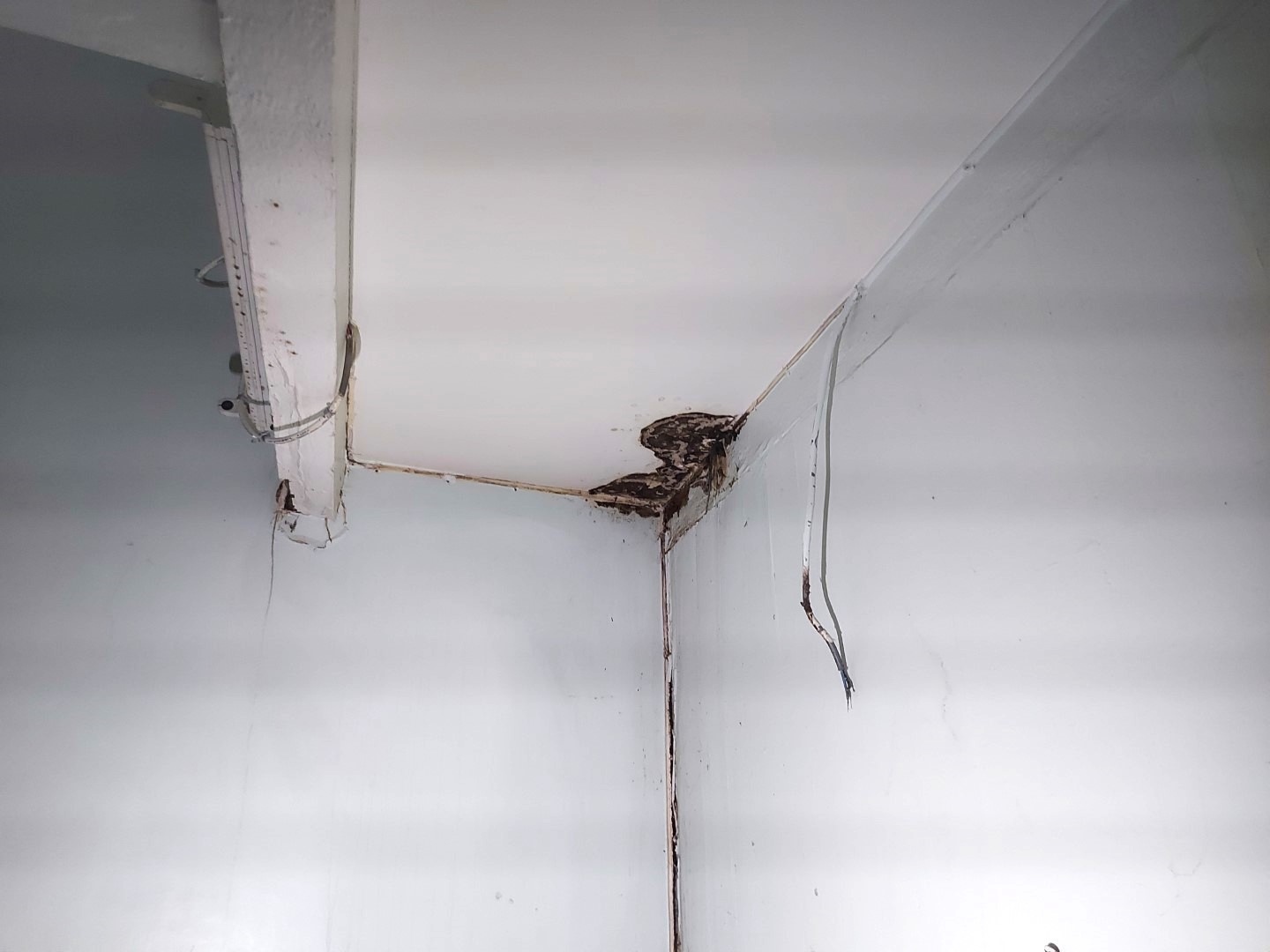 Fructification de mérule dans une maison ancienne :